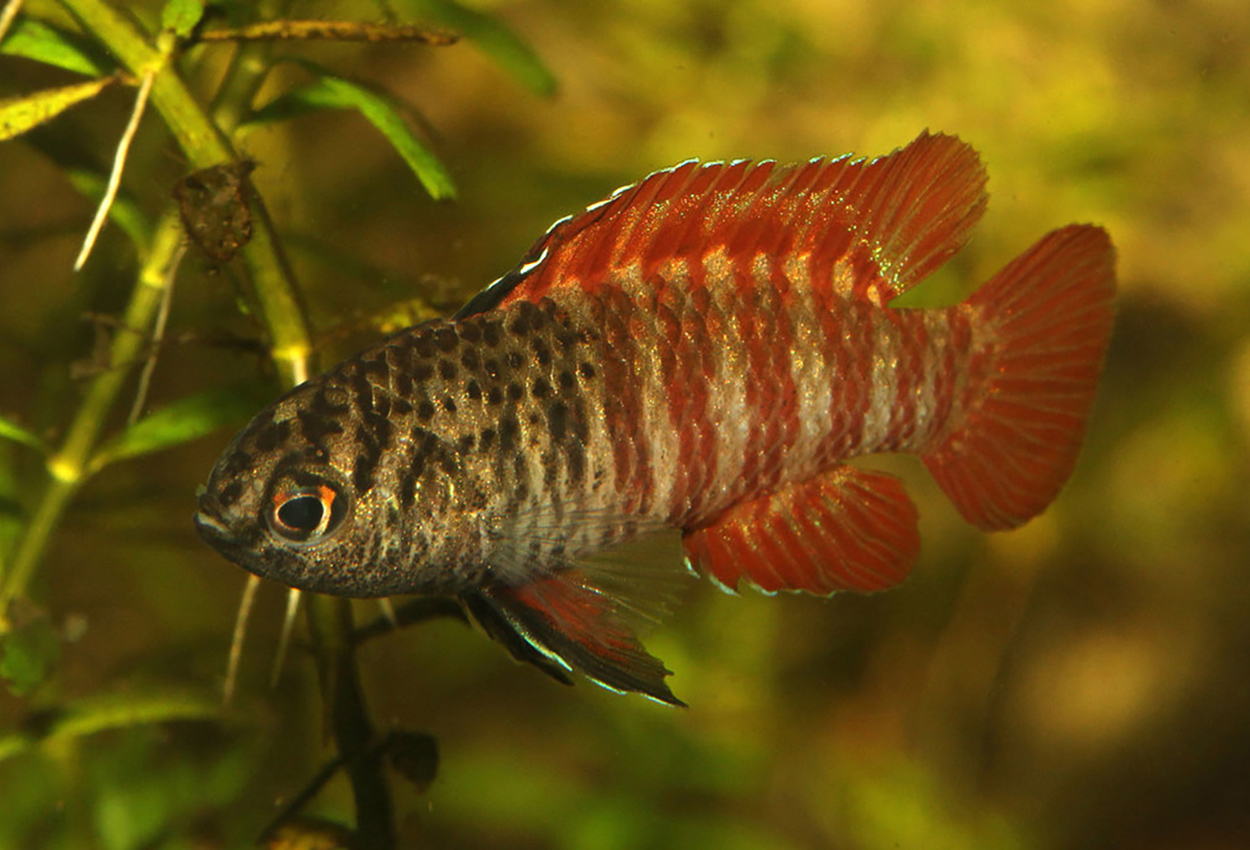 Foto på fisken Dario tigris