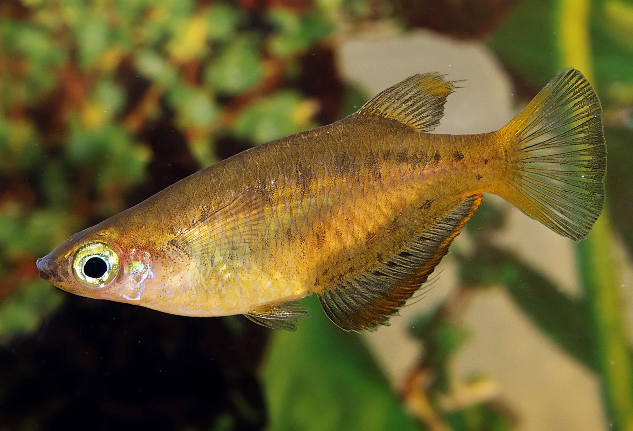 Foto på fisken Oryzias profundicola