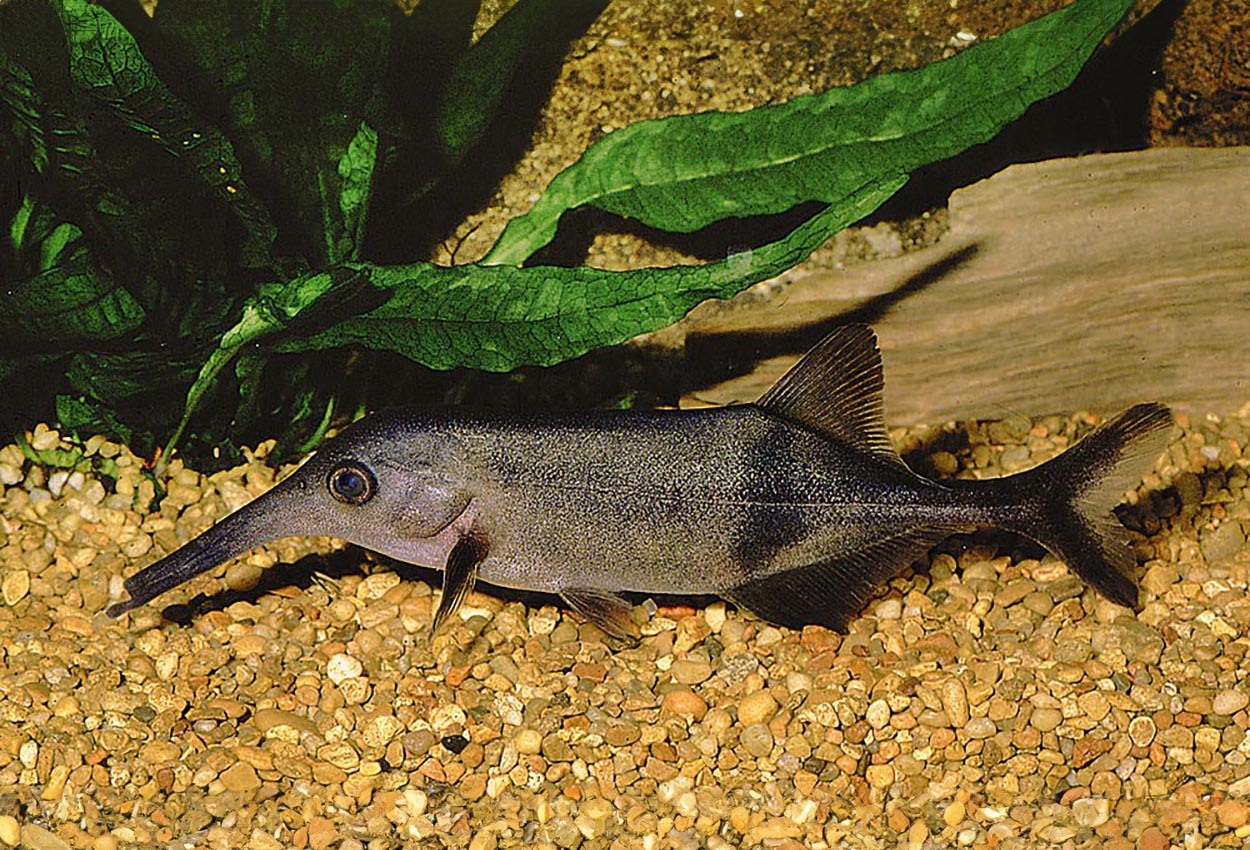 Foto på fisken Campylomormyrus elephas