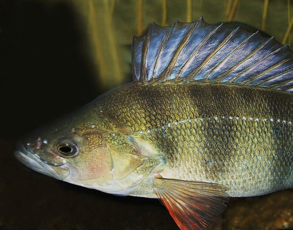 Perca fluviatilis