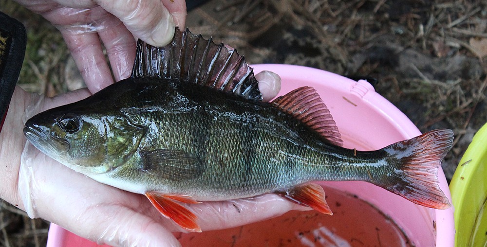 Perca fluviatilis