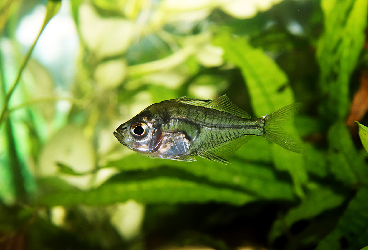 Foto på fisken Parambassis ranga