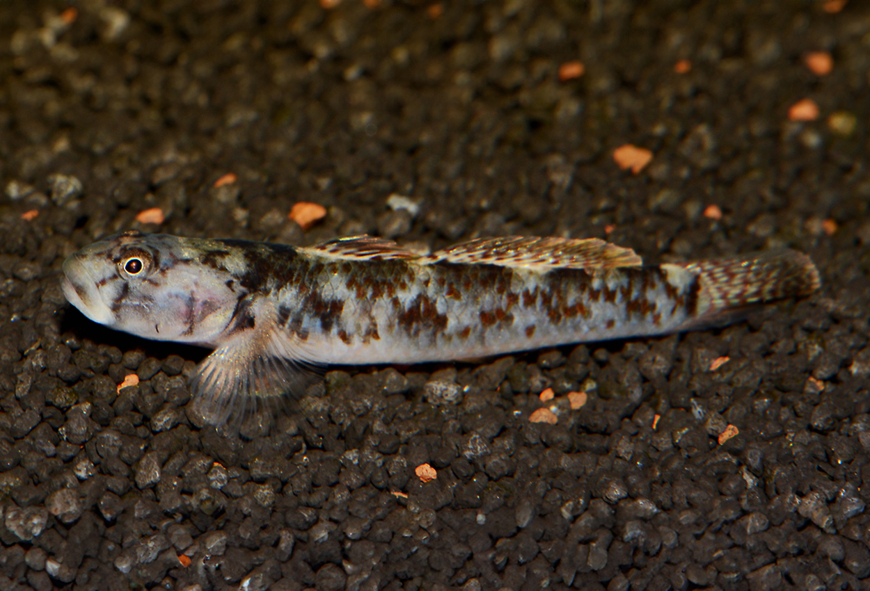 Rödprickig goby