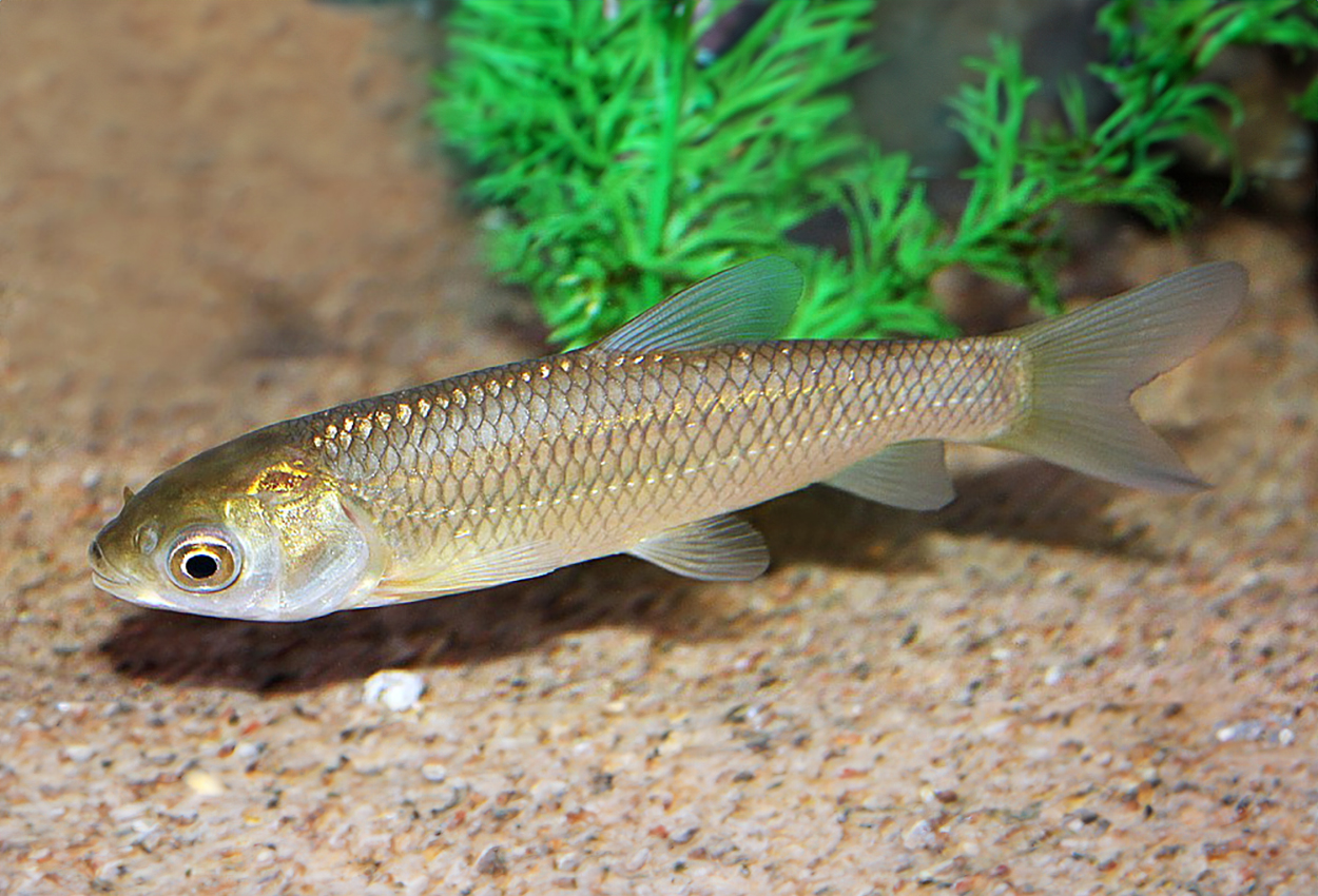 Foto på fisken Ctenopharyngodon idella