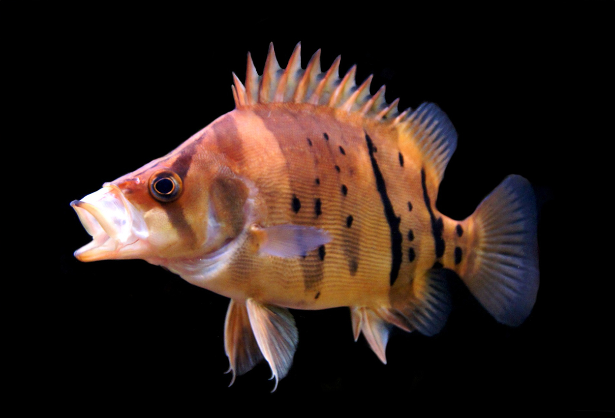 Siamesisk/Indonesisk/Nya Guinea tigerfisk