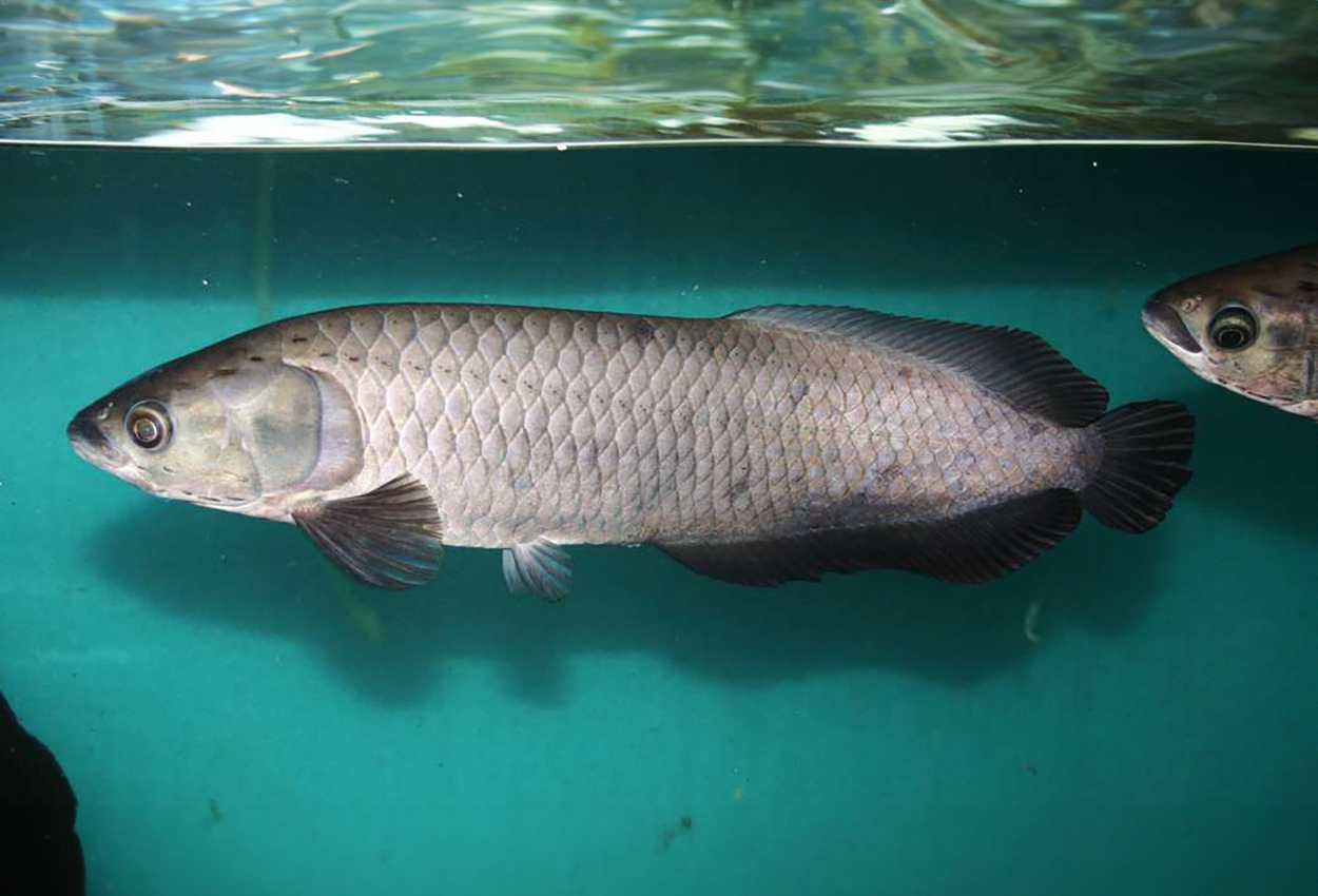 Afrikansk arowana, afrikansk arapaima