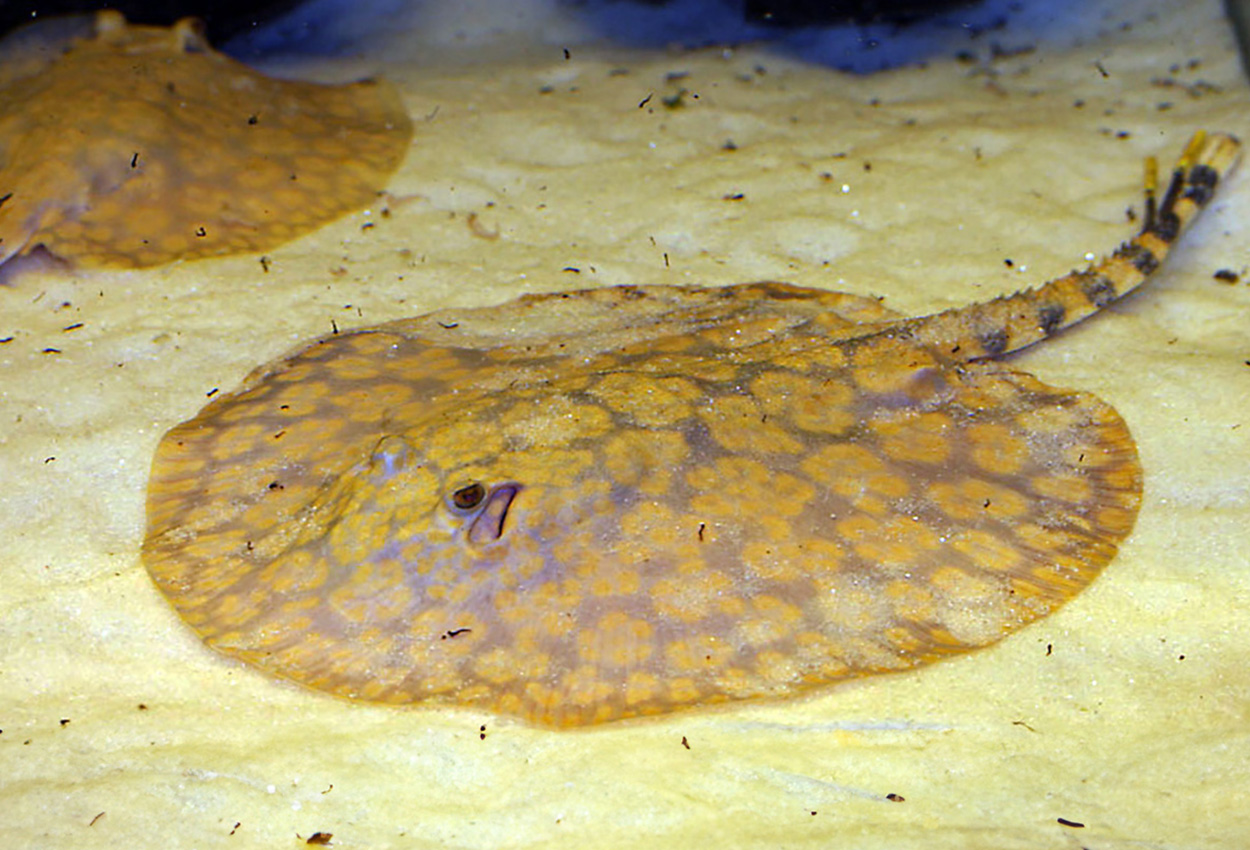 Schroederis/rosette river stingray, P04, P05