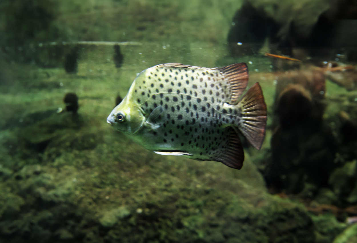 Foto på fisken Scatophagus argus