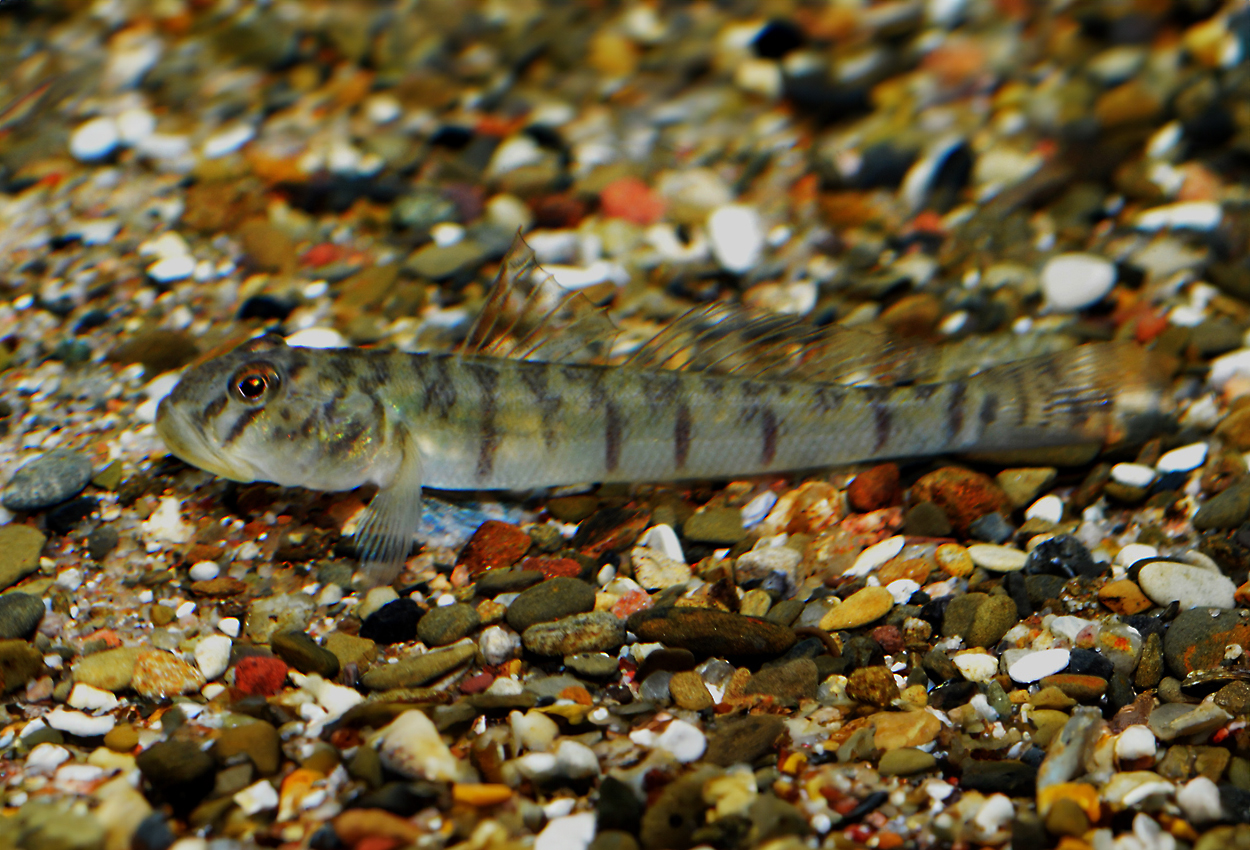 Polkagris goby, Candy cane goby