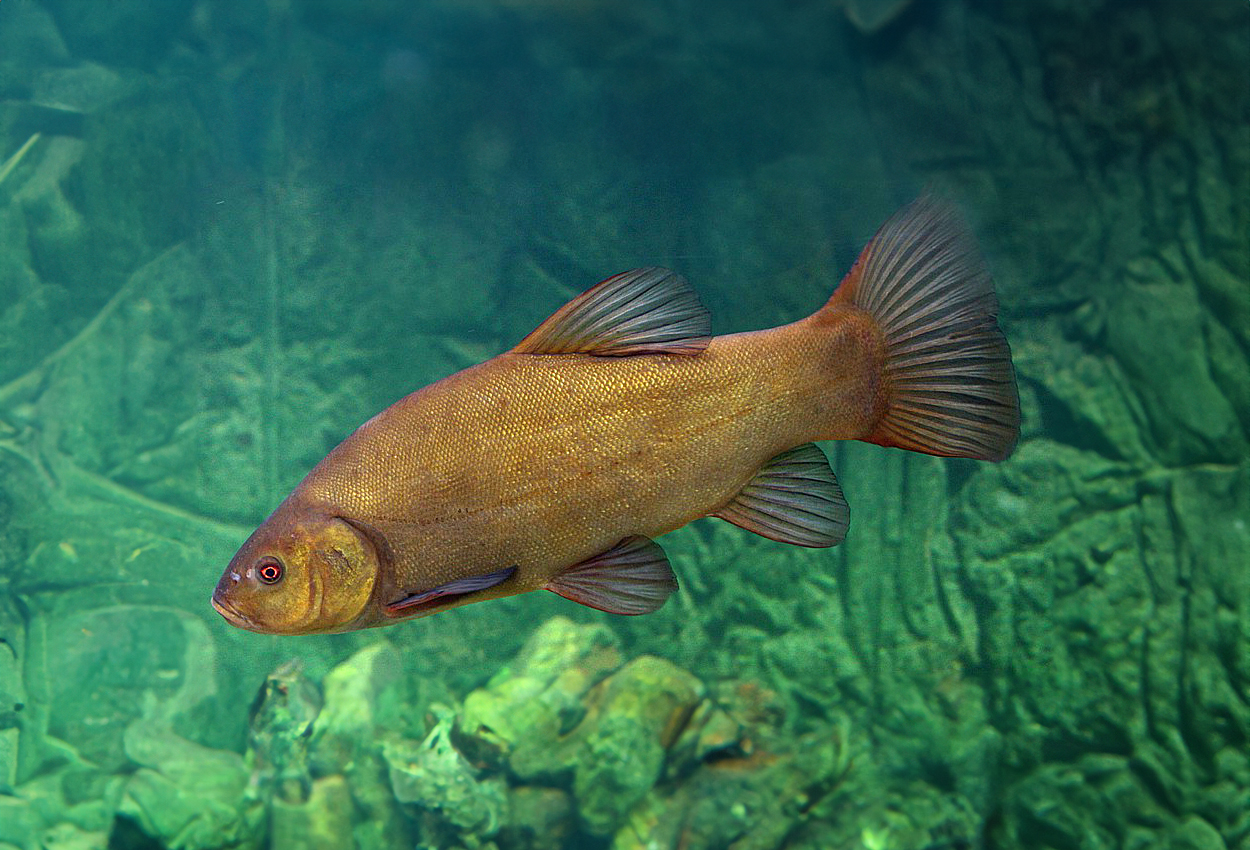 Foto på fisken Tinca tinca