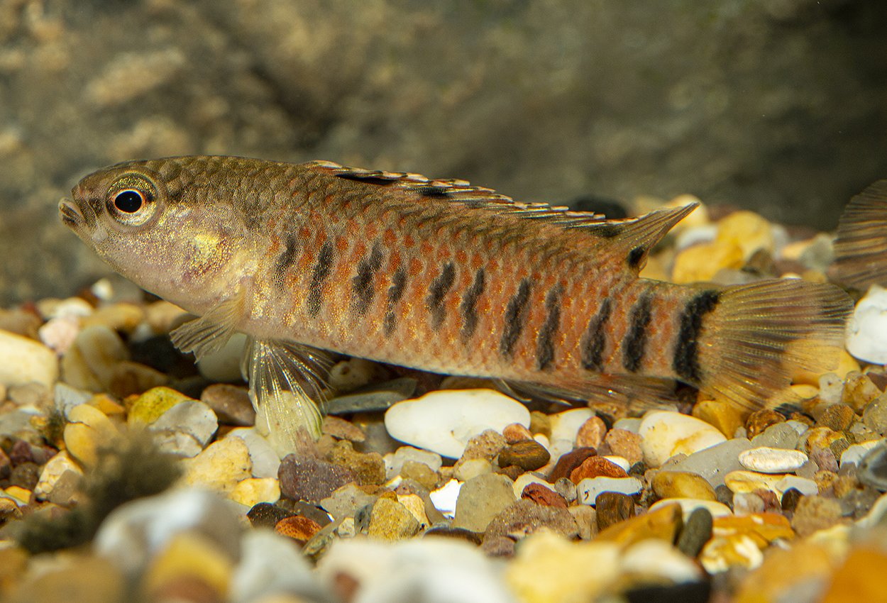 <i>Badis</i> <i>kyar</i>
