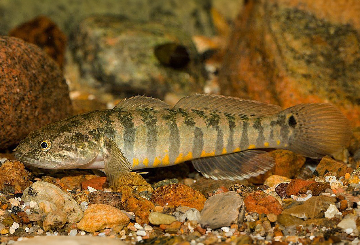 Randig/ solnedgångs-/leopard sandkrypare, sleeper goby