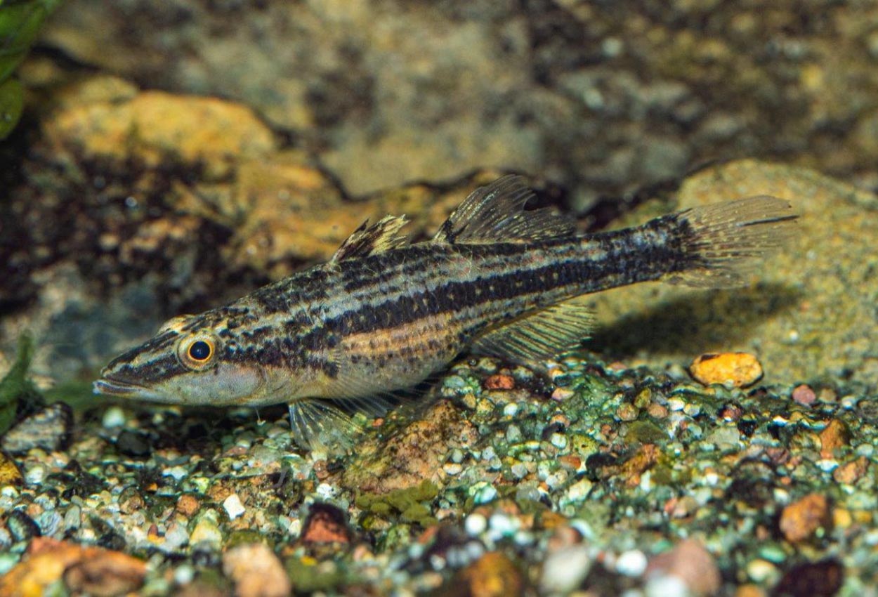 Foto på fisken Butis  gymnopomus 