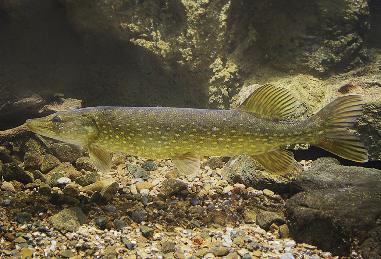 Foto på fisken Esox lucius