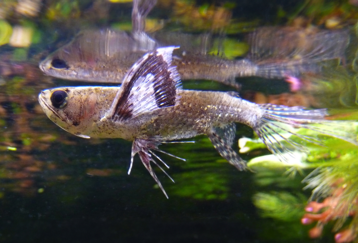 Foto på fisken Pantodon buchholzi