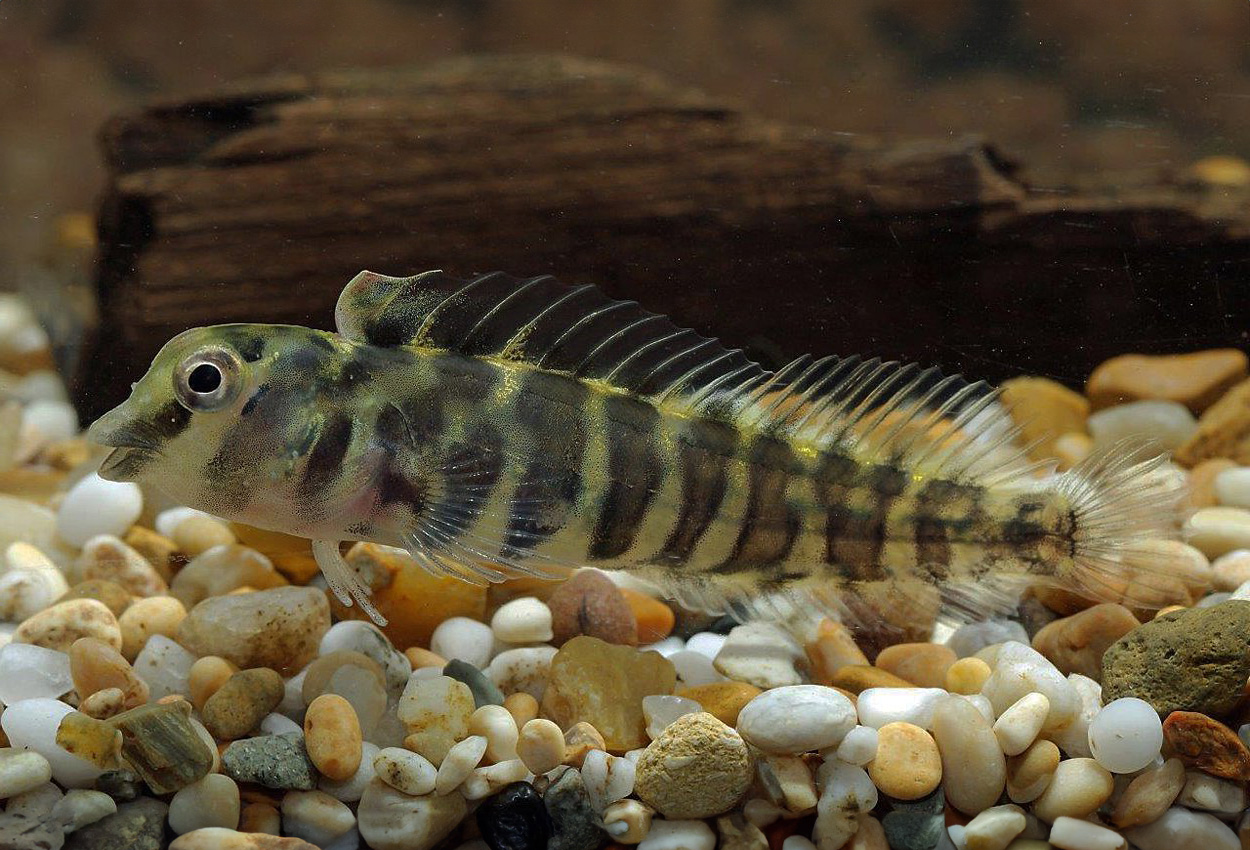 Foto på fisken Phenablennius heyligeri  