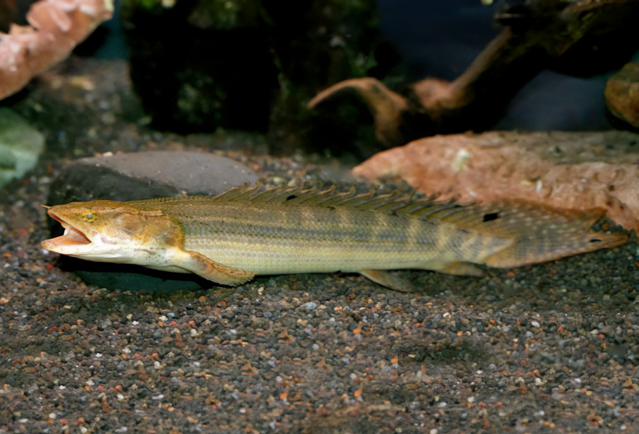 Bichir, lapradei fengädda