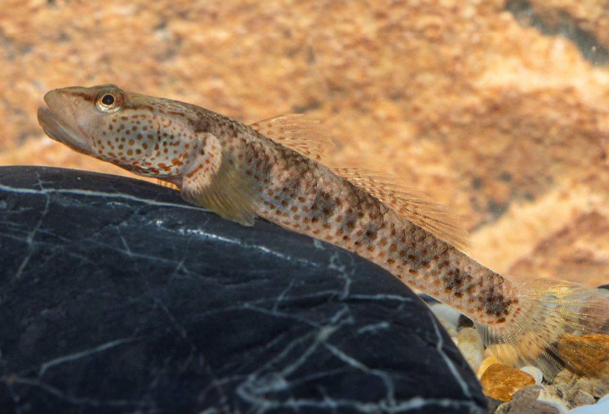 Chiangmais strömgoby