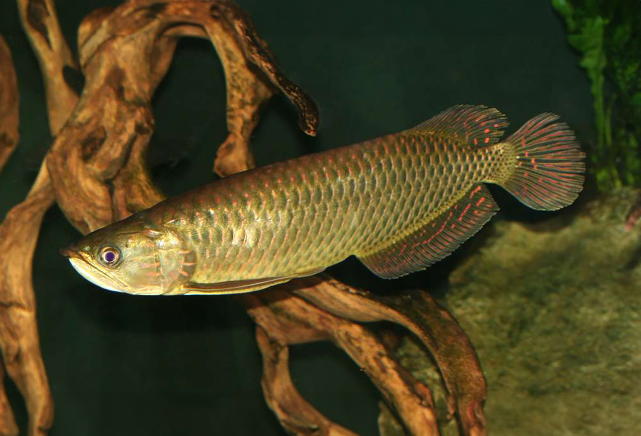 Australiensisk arowana, australiensisk pärlarowana