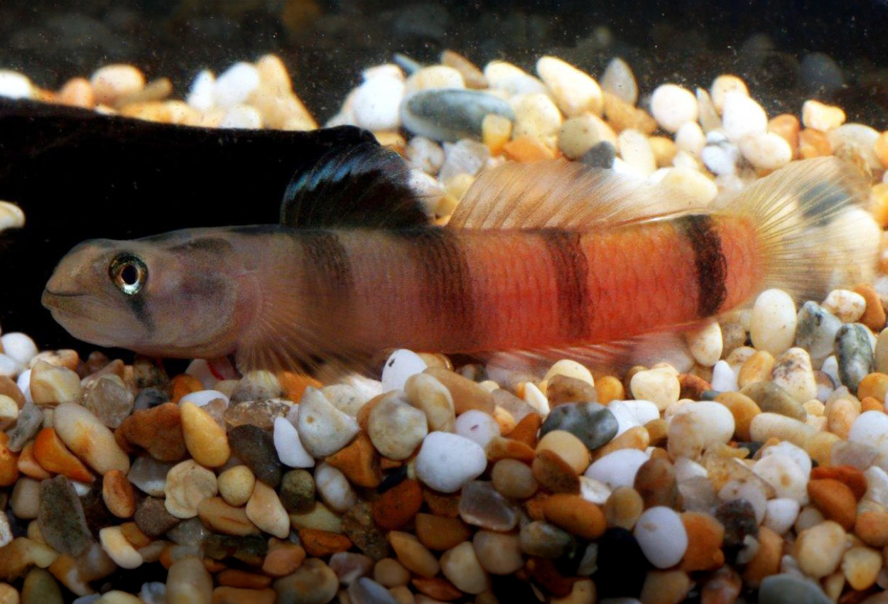 Balis goby