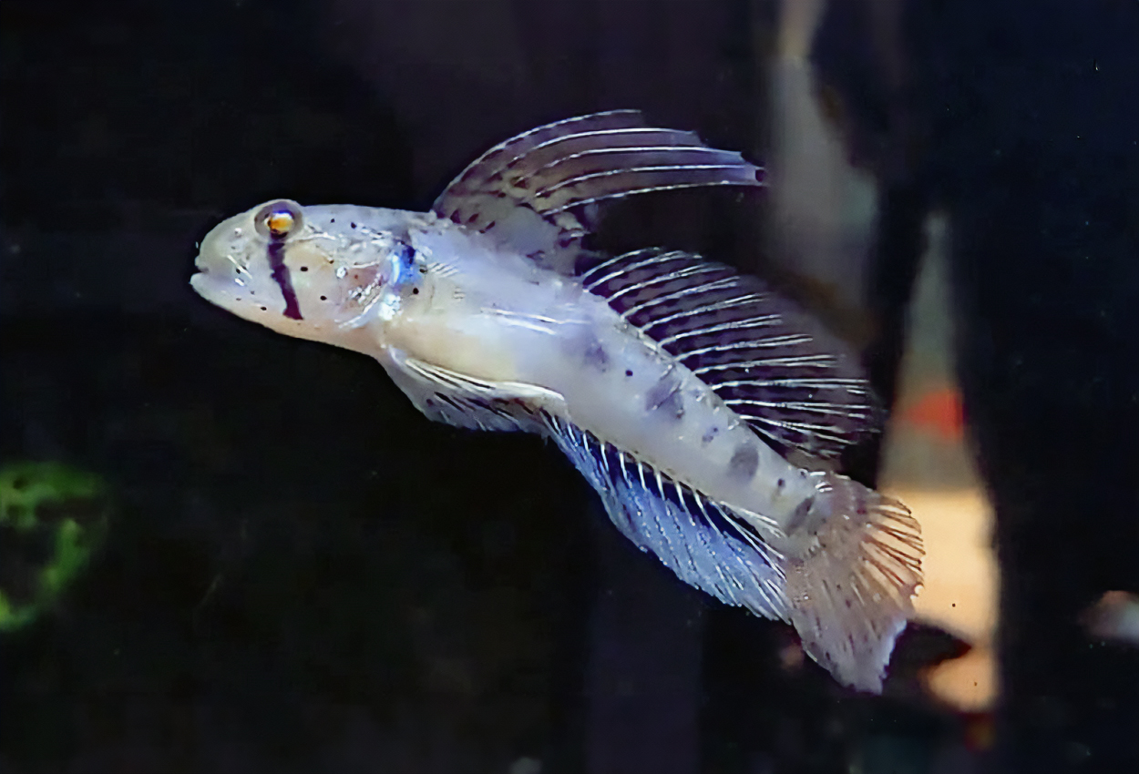 Drakfensgoby, spetsstjärtad goby 