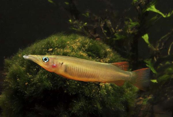 Sulawesi halvnebb 