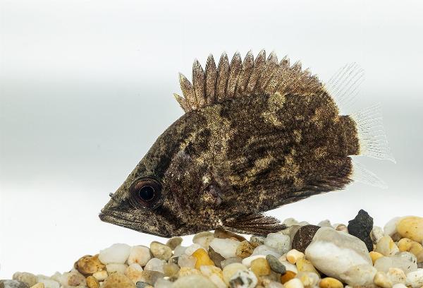 Afrikans bladfisk