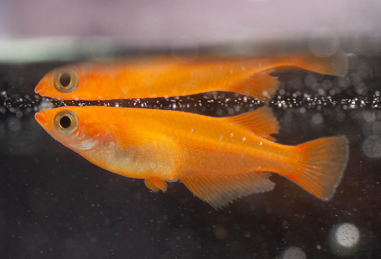 Foto på fisken Oryzias latipes 