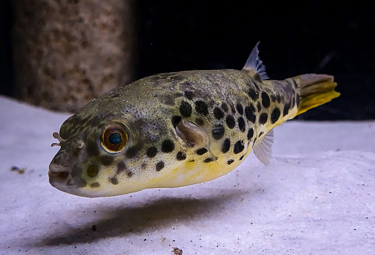 Prickig Kongokulfisk, Leopardkulfisk