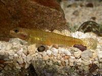 <i>Rhinogobius duospilus</i> (hona i lekdräkt)