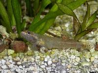 <i>Rhinogobius duospilus</i> (hona)