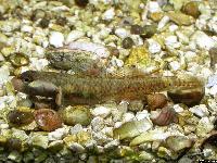 <i>Rhinogobius duospilus</i> (hane)