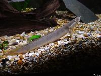 <i>Polypterus senegalus</i>