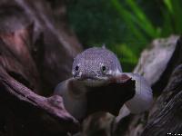 <i>Polypterus senegalus</i>