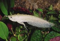 Silver arowana