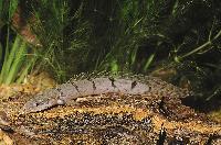 <i>Polypterus delhezi</i>