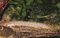 <i>Polypterus retropinnis</i>