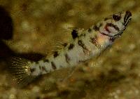 <i>Mugilogobius adeida</i>