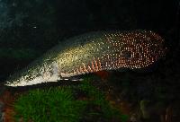 Arapaima, Pirarucu