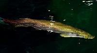 <i>Arapaima gigas</i>