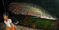 <i>Arapaima gigas</i>