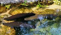 <i>Arapaima gigas</i>