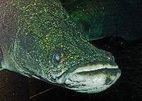 <i>Arapaima gigas</i>