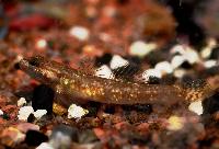 Vitkindad goby