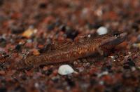 <i>Rhinogobius duospilus</i>