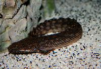 <i>Polypterus ornatipinnis</i>