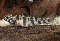 Sulawesis zebragoby