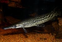 Alligator gar, alligatorbengädda