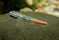 Red back goby