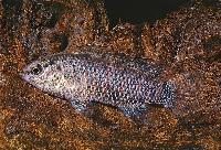 <i>Badis badis</i>